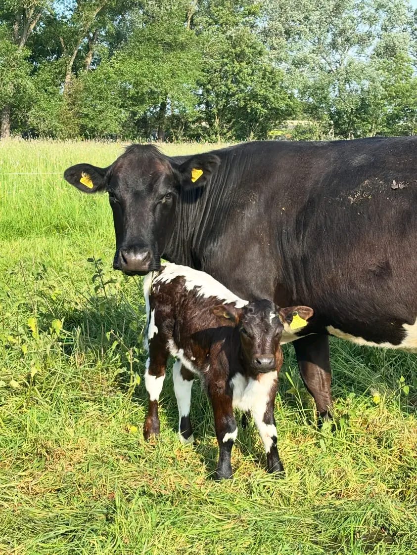 Cow and her calf in the pasture at Smeaton Hall Farm