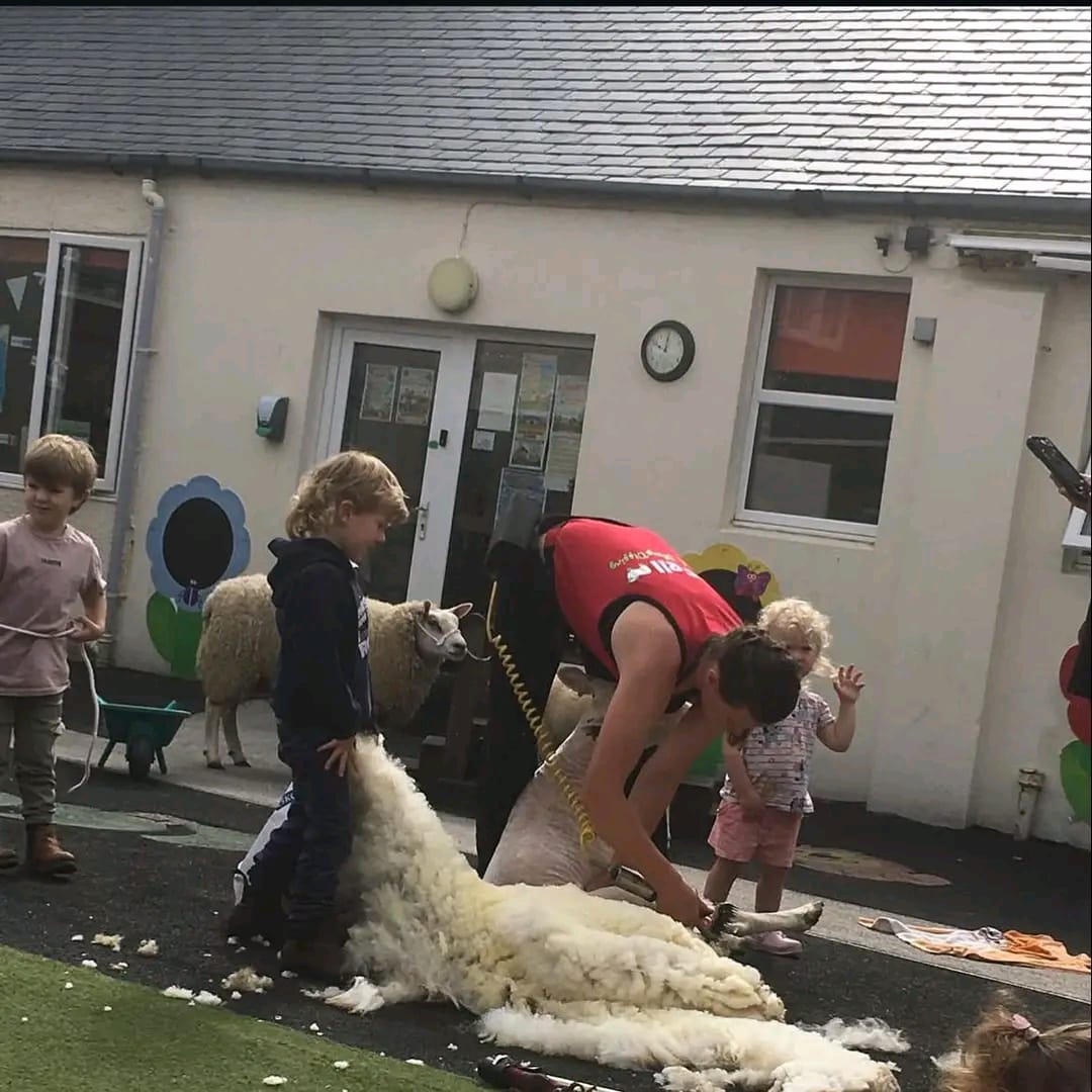 Sheep shearing demonstration day at Smeaton Hall Farm